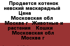 Продается котенок невский маскарадный › Цена ­ 9 000 - Московская обл., Москва г. Животные и растения » Кошки   . Московская обл.,Москва г.